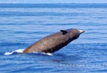 Photo of Катастрофа на нефтяной платформе в Мексиканском заливе: экологический кризис