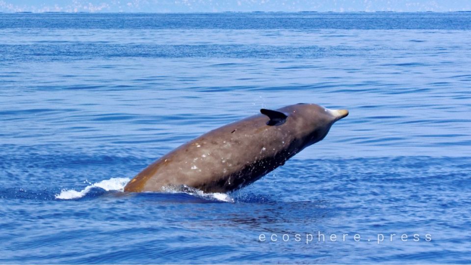 Катастрофа на нефтяной платформе в Мексиканском заливе: экологический кризис