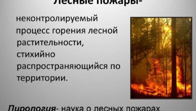 Photo of Австралия: Лесные пожары и изменение климата